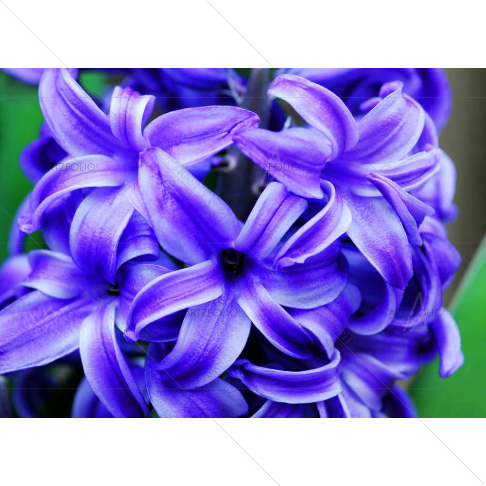 Amethyst Flower — Botanical custom art by ArtzFolio