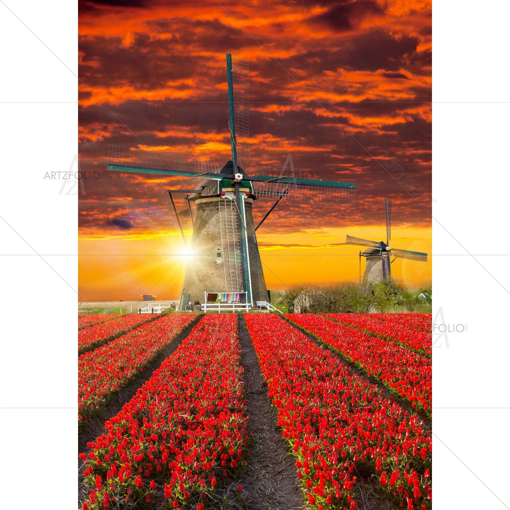 Windmill With Tulip Field Holland D1 — custom-size art design 5005633
