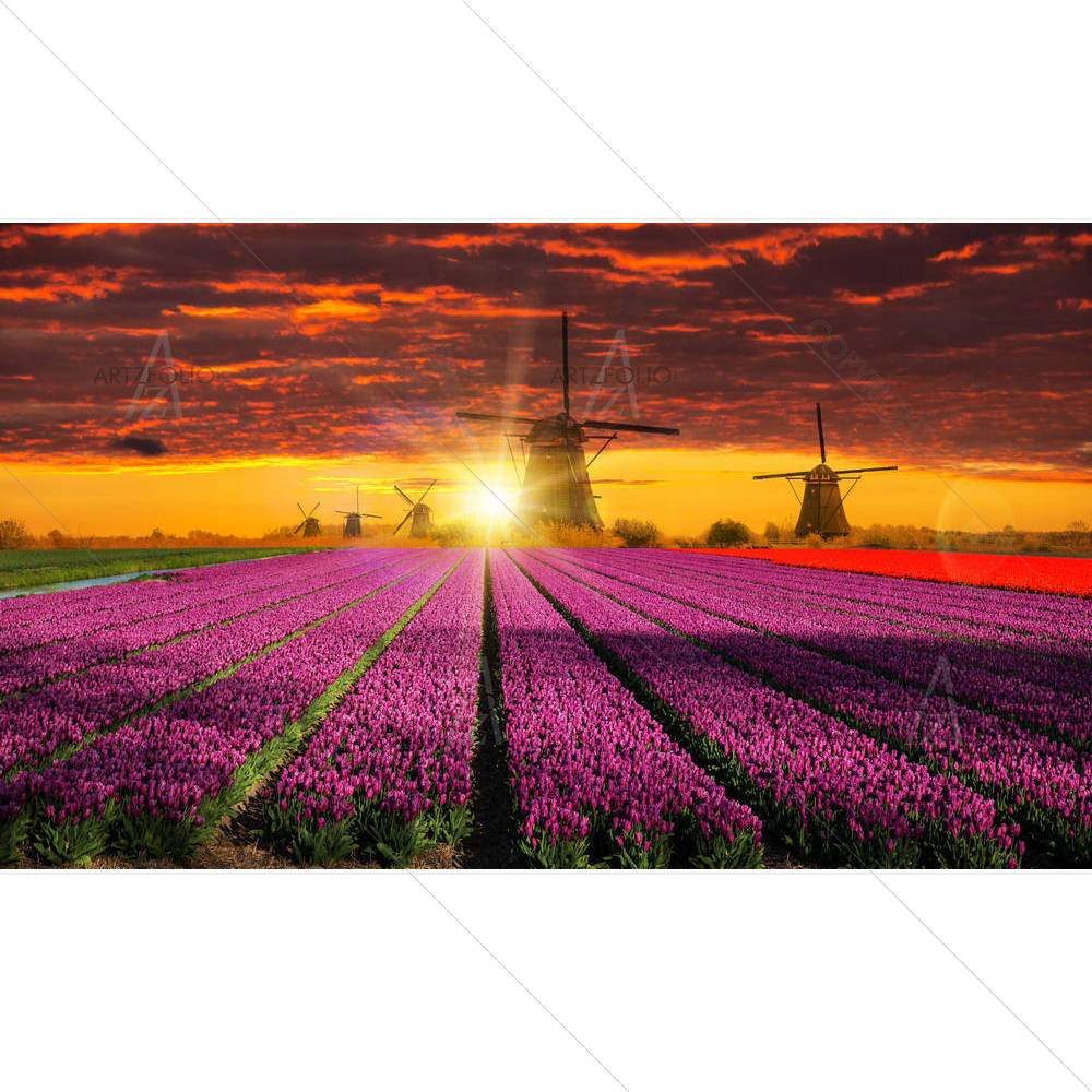 Windmill With Tulip Field Holland D2 — custom-size art design 5005634