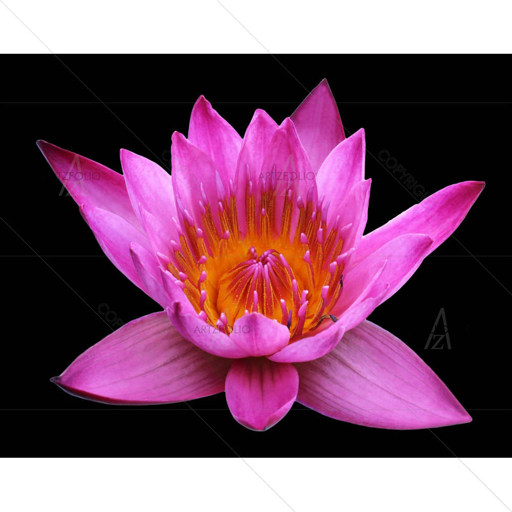 Pink Lotus Flower — custom-size art design 5005653