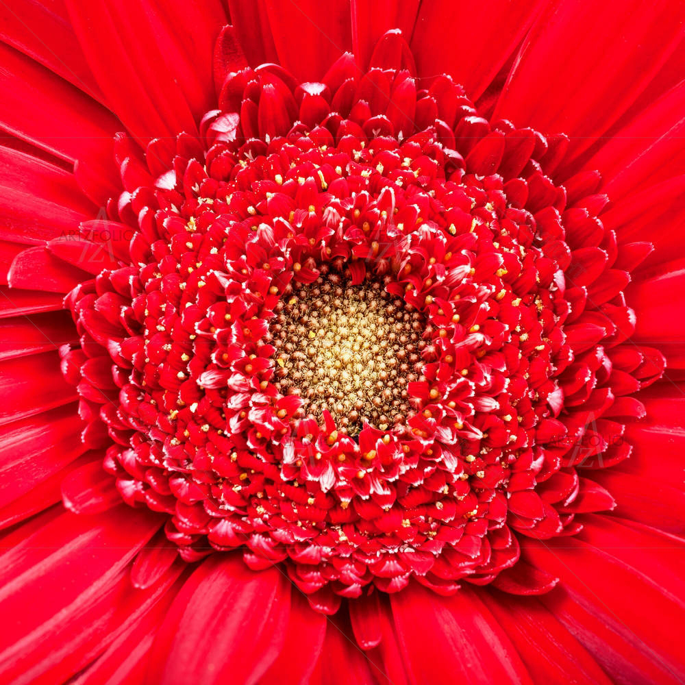 Red Gerbera Bloom — custom-size art design 5005688