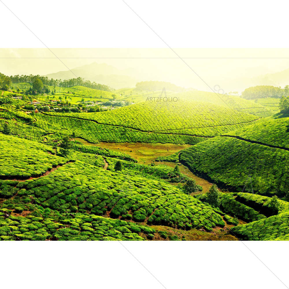 Tea Plantations, Munnar, Kerala — custom-size art design 5005734