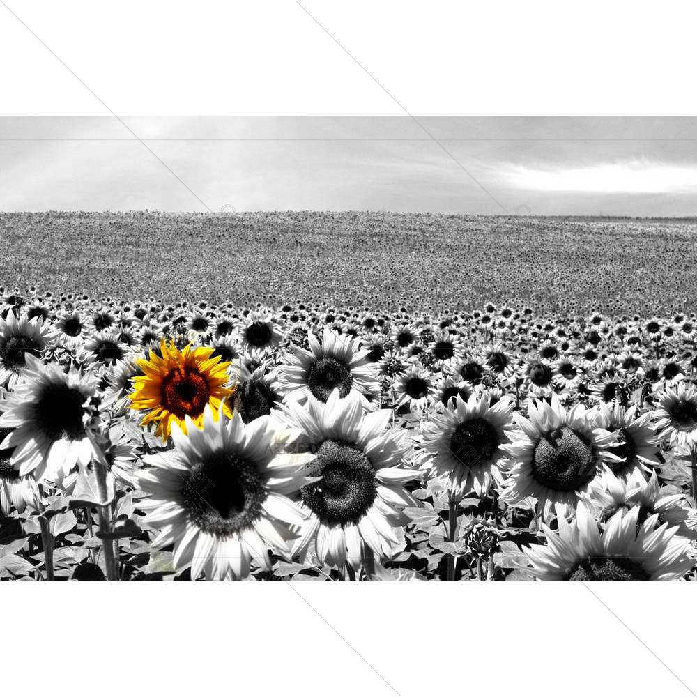 Sunflower Field — custom-size art design 5005747