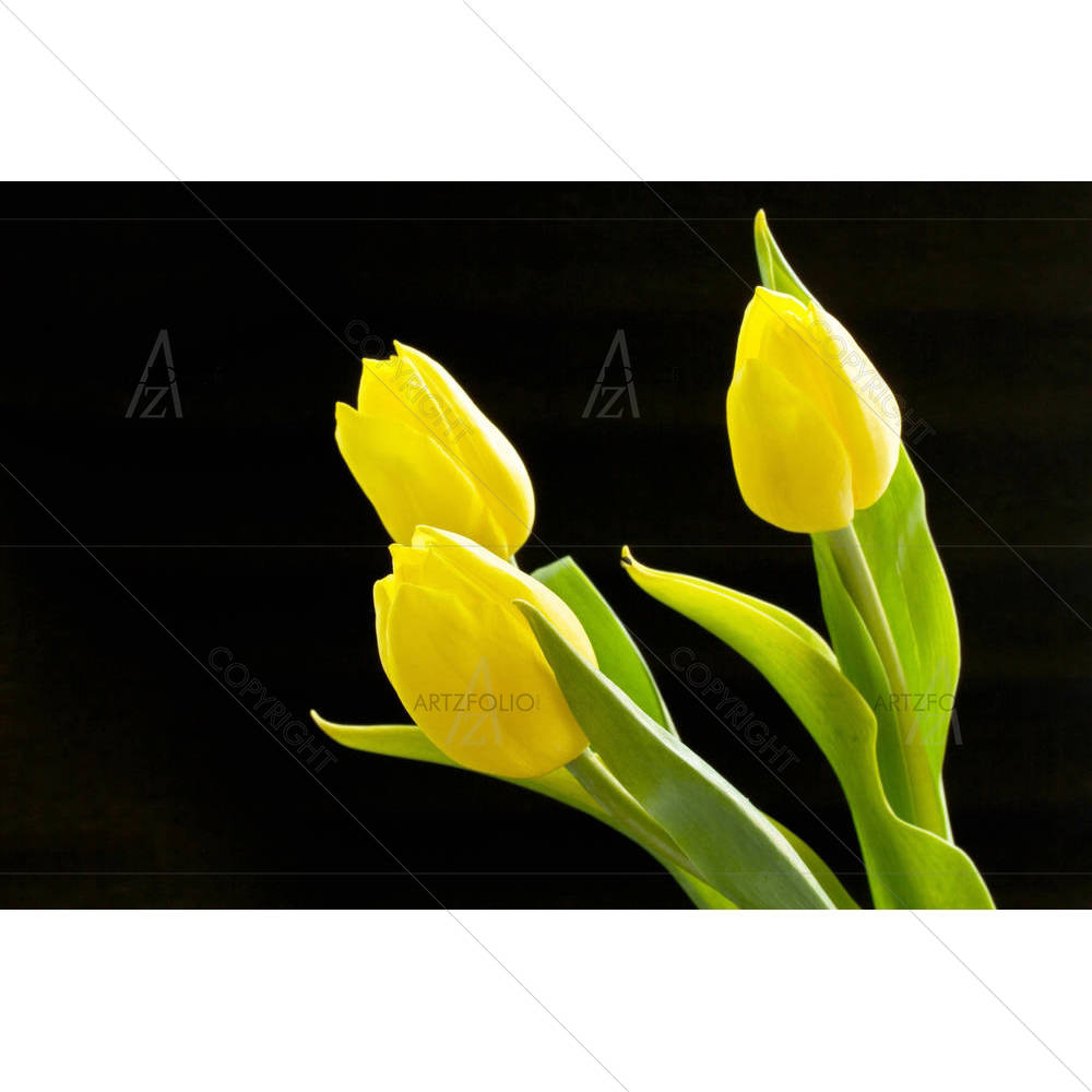 Yellow Tulips D1 — Botanical custom art by ArtzFolio