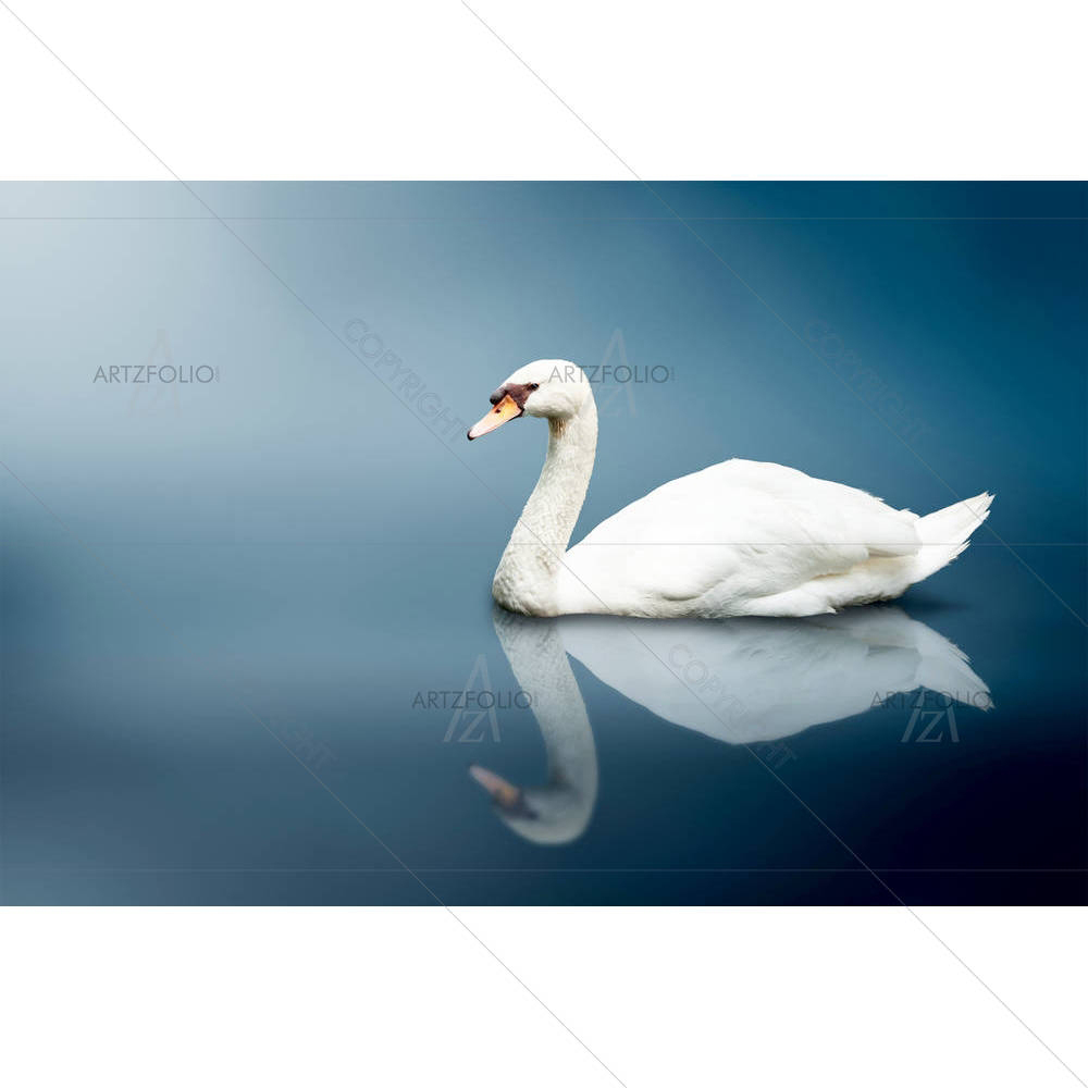 Mute Swan Cygnus Olor D1 — Animals custom art by ArtzFolio