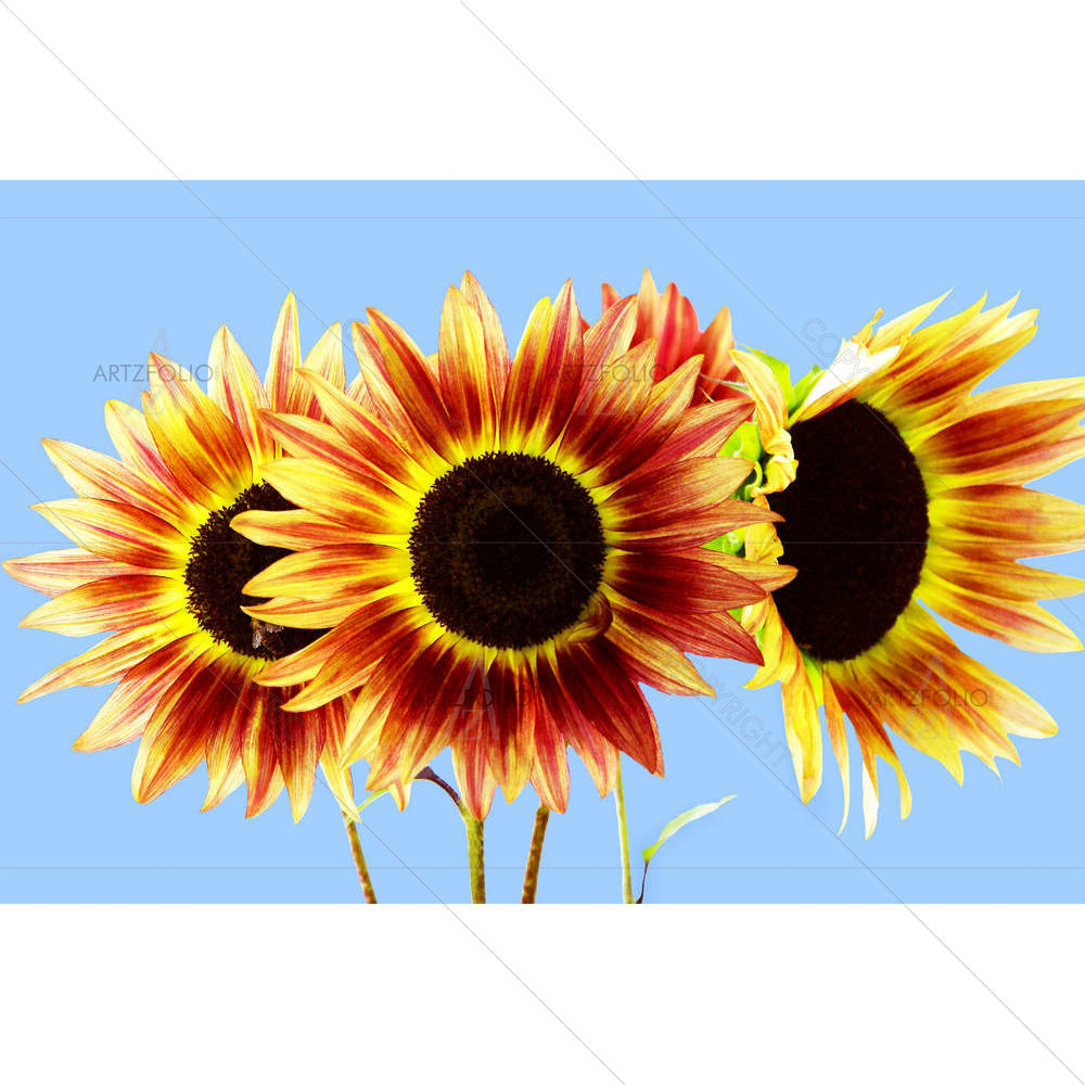 Three Red & Yellow Sunflowers On Blue — Botanical custom art by ArtzFolio