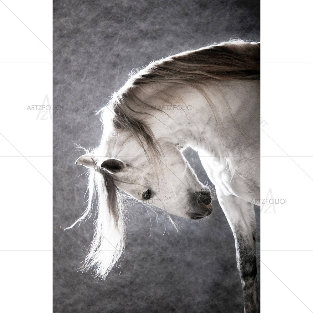 White Andalusian Horse D1 — custom-size art design 5005781