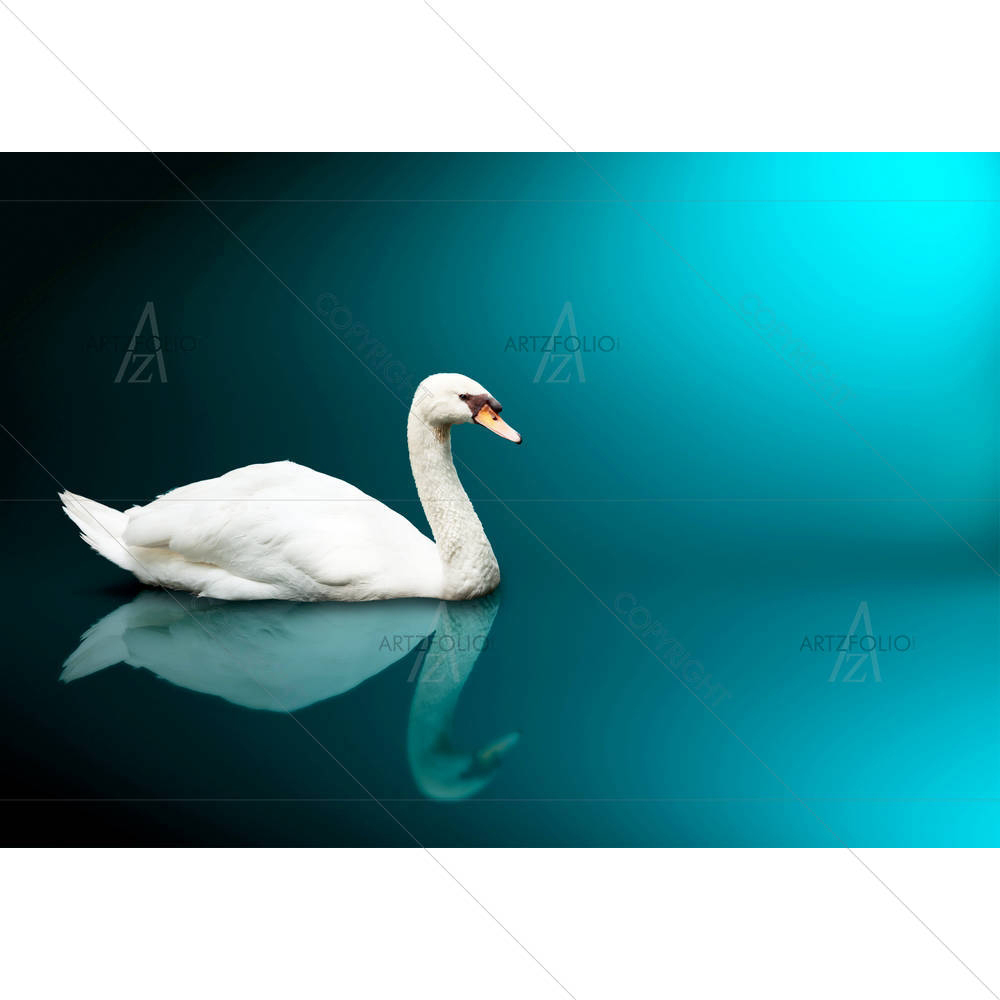 Mute Swan Cygnus Olor D2 — Animals custom art by ArtzFolio