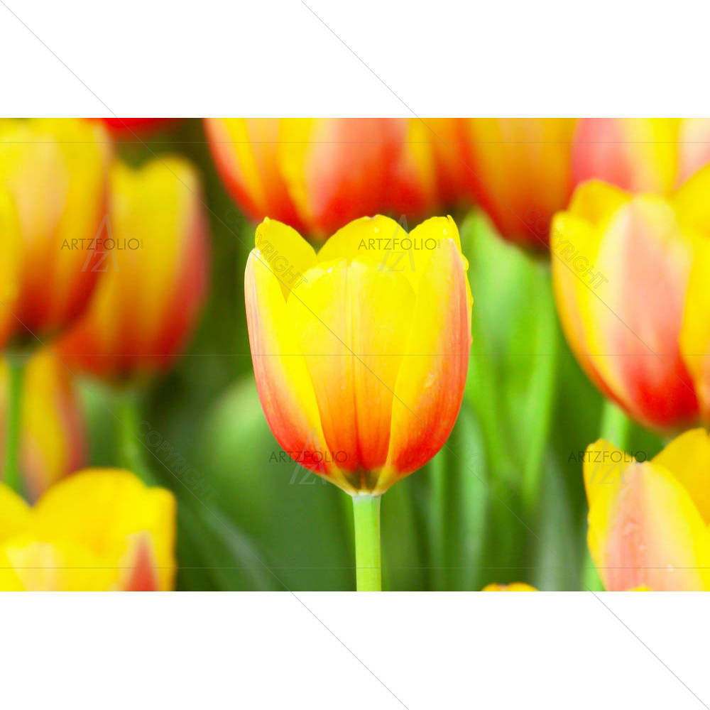 Photo of Tulips With a Drop Of Water — custom-size art design 5005790