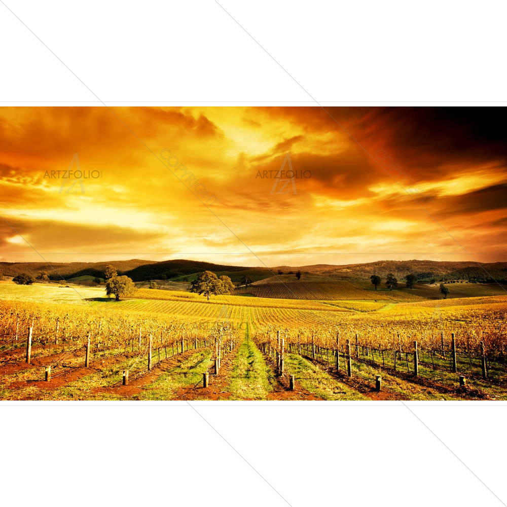 Autumn Vineyard In South Australia — custom-size art design 5005808