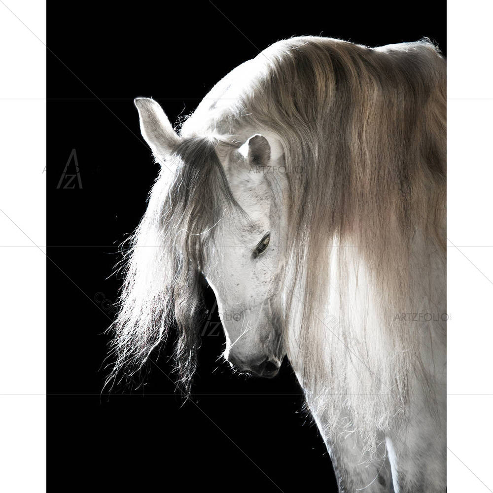 White Andalusian Horse D2 — custom-size art design 5005834