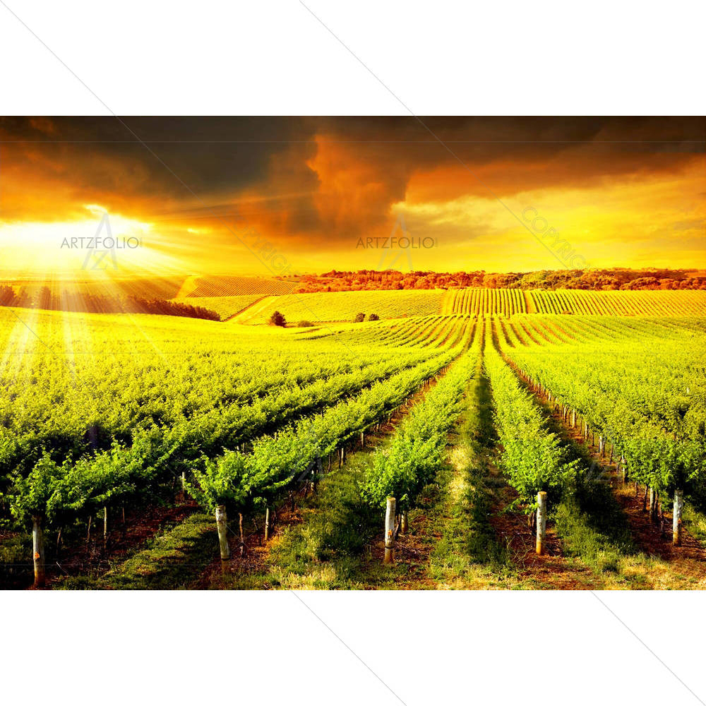 Barossa Vineyard — custom-size art design 5005859