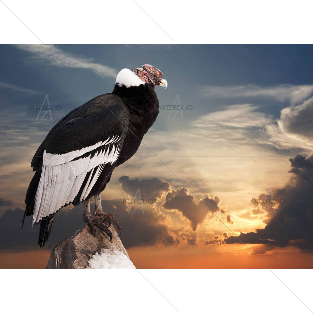 Andean Condor Sitting On Rock — custom-size art design 5005872