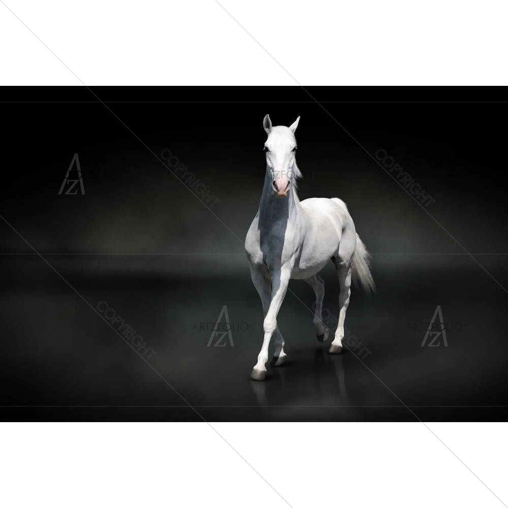 White Horse D5 — custom-size art design 5005881