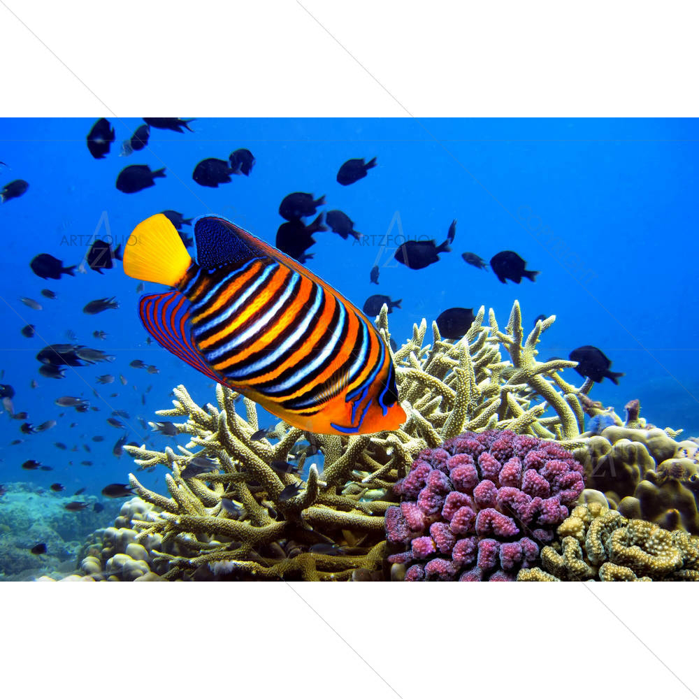 Angel Fish Pygoplites Diacanthus — Automobiles custom art by ArtzFolio
