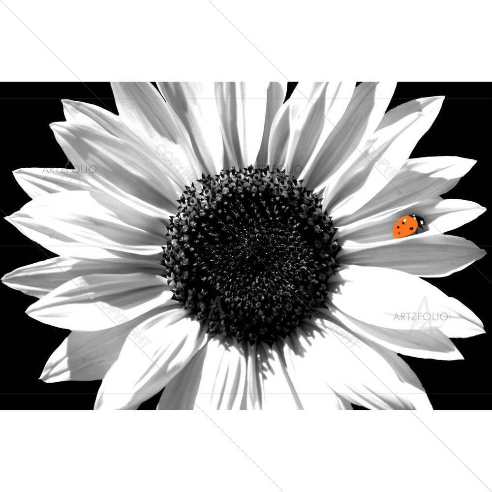 Sunflower With Red Ladybug — custom-size art design 5005887