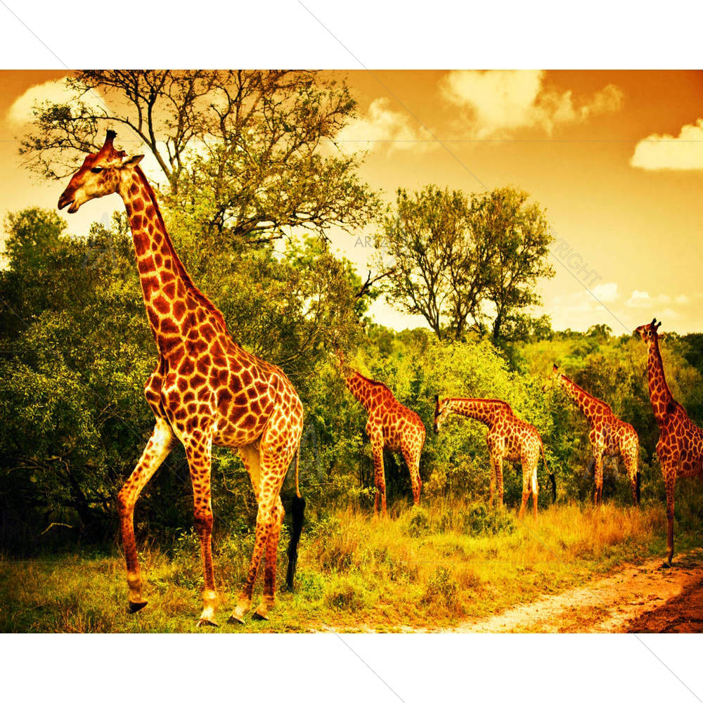 Animal Safari in Kruger National Park, South Africa — African custom art by ArtzFolio