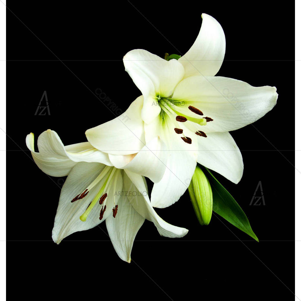 White Lily — custom-size art design 5005927