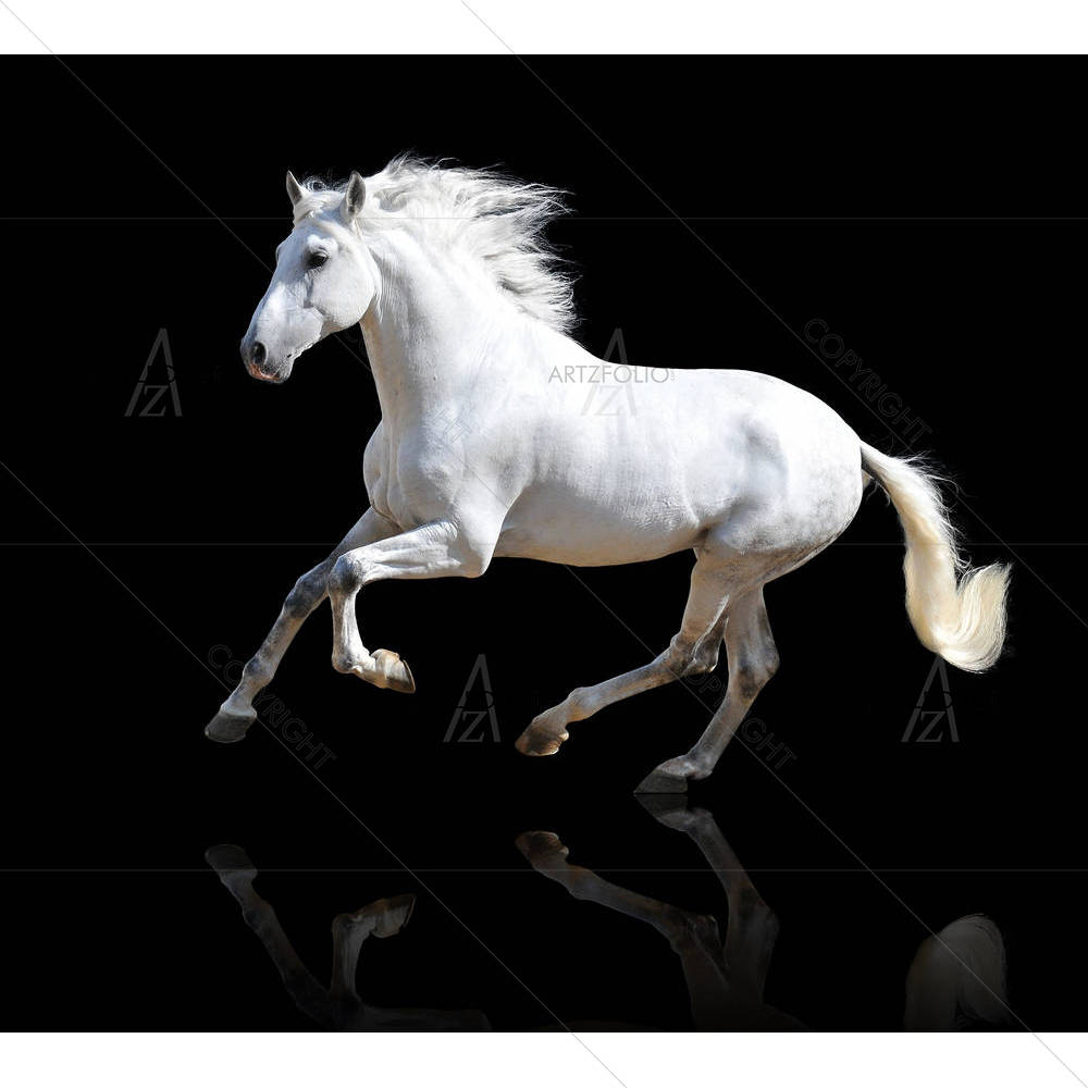 White Andalusian Horse Isolated On The Black — custom-size art design 5005942