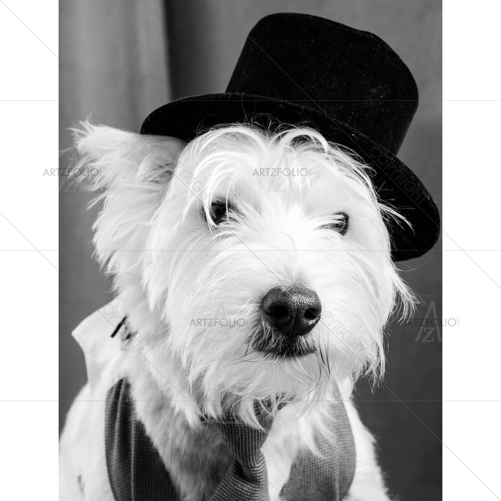 Veteran Stage Actor Dog — custom-size art design 5005947