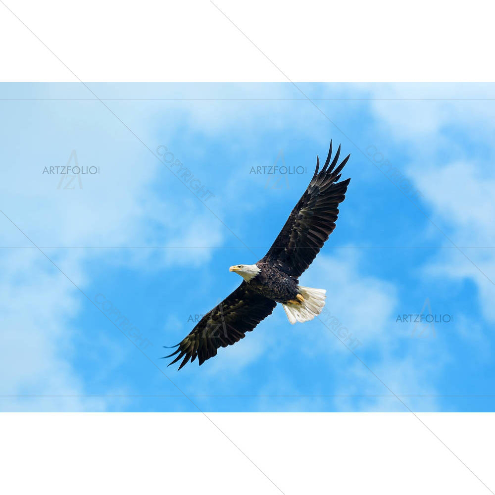 American Bald Eagle Circling In The Air — custom-size art design 5005952