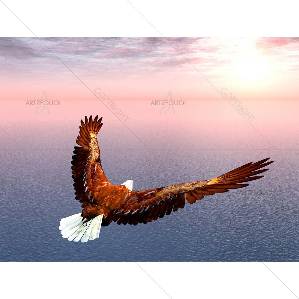 Sea Eagle — Animals custom art by ArtzFolio