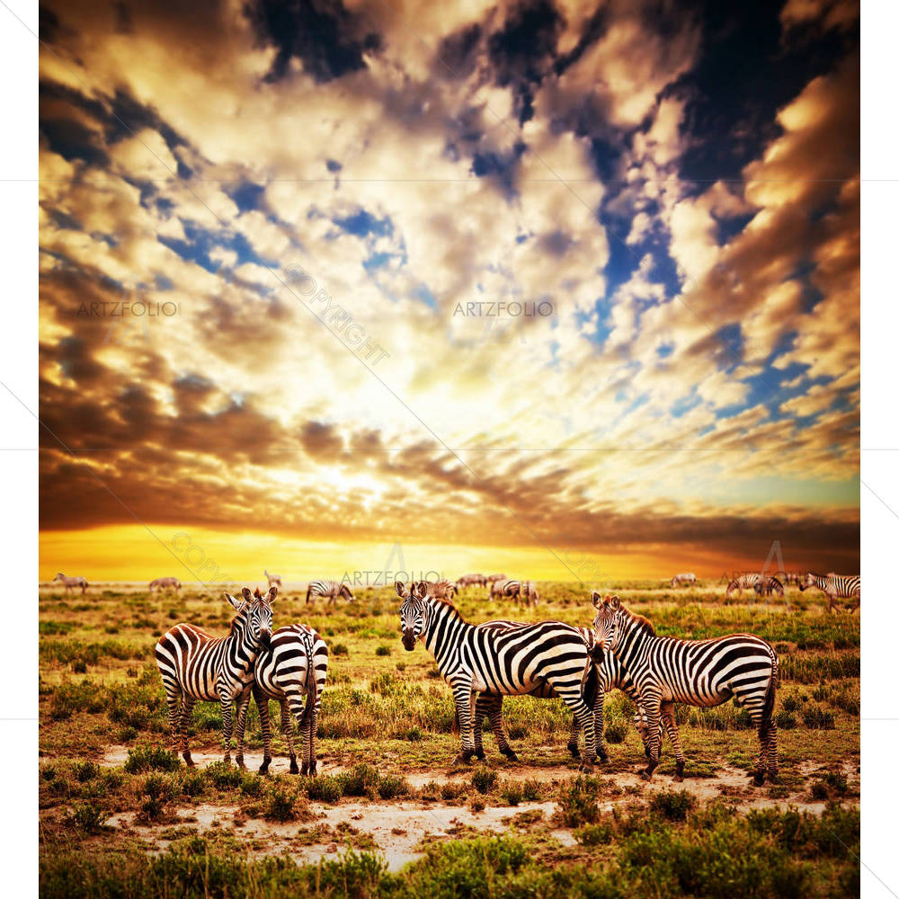 Zebras Herd, Safari in Tanzania, Africa — custom-size art design 5006003