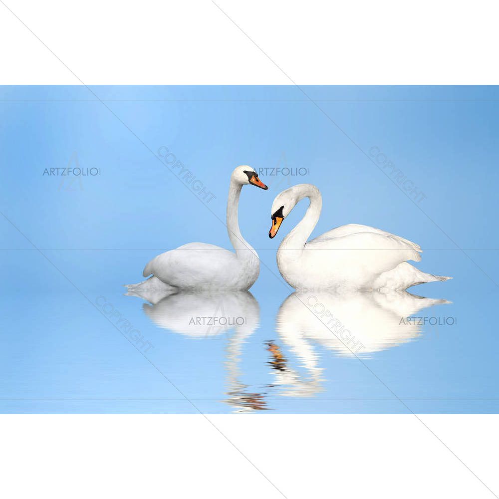 Two White Swans D1 — custom-size art design 5006023