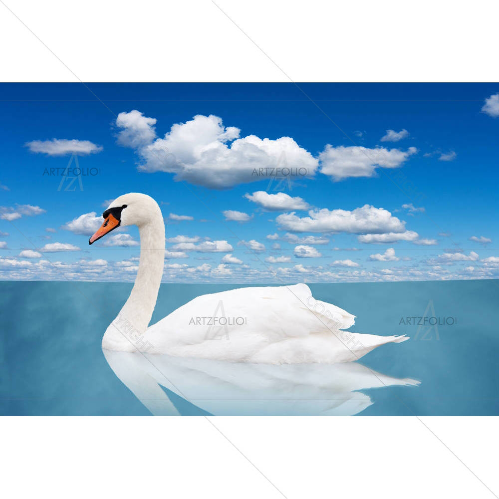 White Swan Floats in Water — custom-size art design 5006025