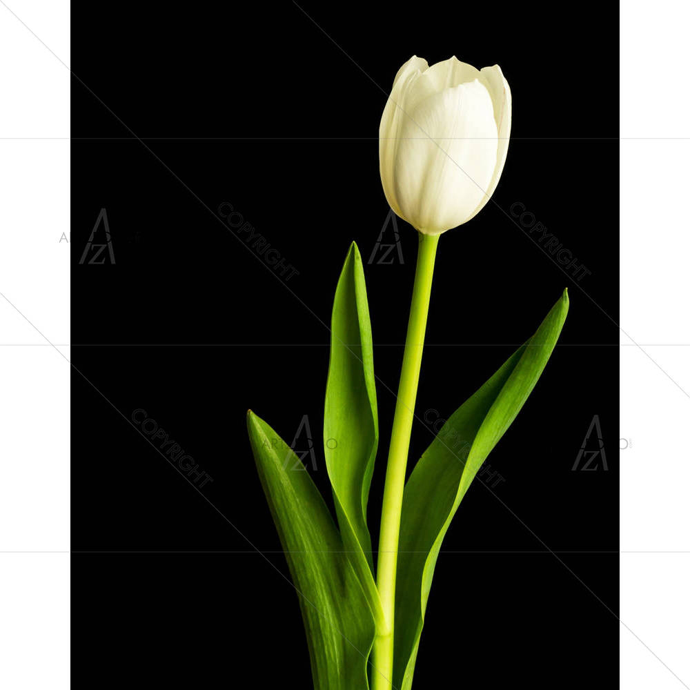 Fresh Spring White Tulips Over Black — custom-size art design 5006030