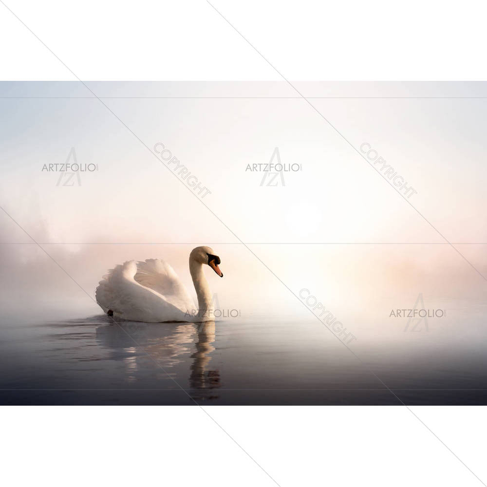 Swan Floating On The Water — custom-size art design 5006067