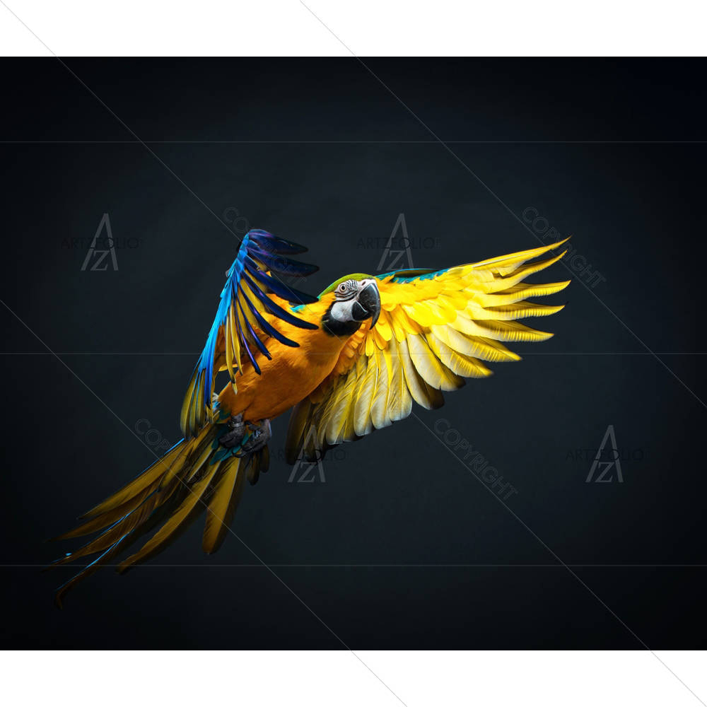 Colourful Flying Ara Bird — custom-size art design 5006093