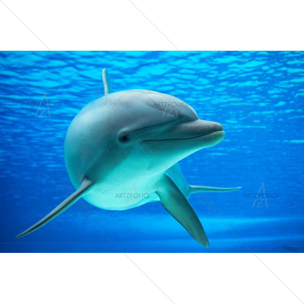 Dolphin Photographed in an Aquarium — custom-size art design 5006094