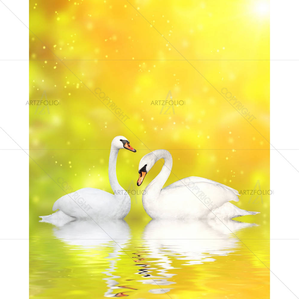Two White Swans D8 — Animals custom art by ArtzFolio