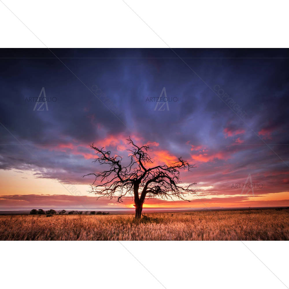 Tree in the Flinders Ranges of South Australia — custom-size art design 5006172