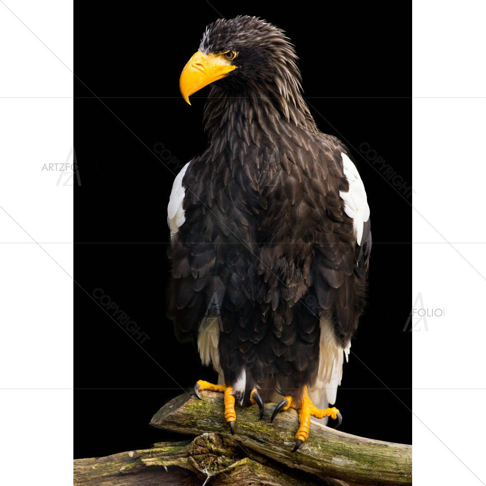 Steller Sea Eagle Haliaeetus Pelagicus — custom-size art design 5006186