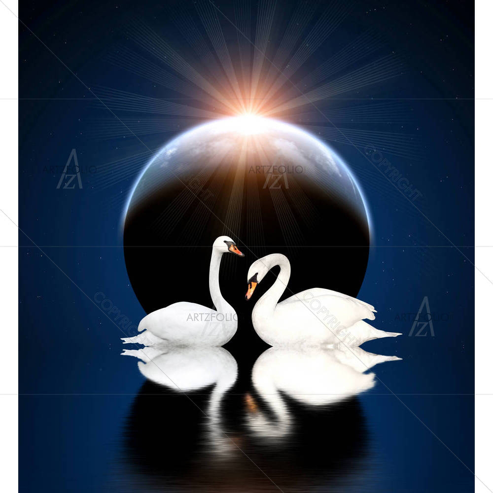 Two White Swans D11 — custom-size art design 5006188