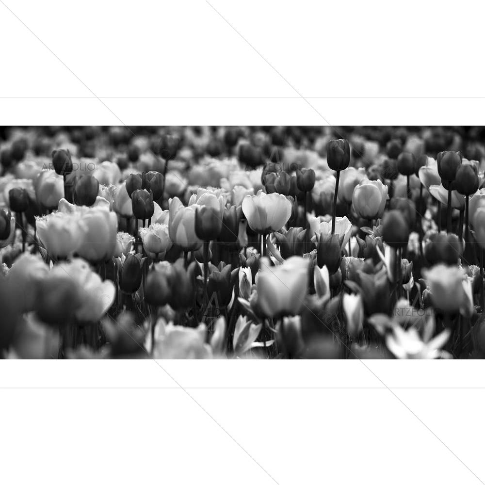 Black & White Tulips — custom-size art design 5006208