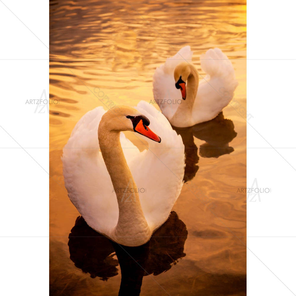 Pair of Swans — Animals custom art by ArtzFolio