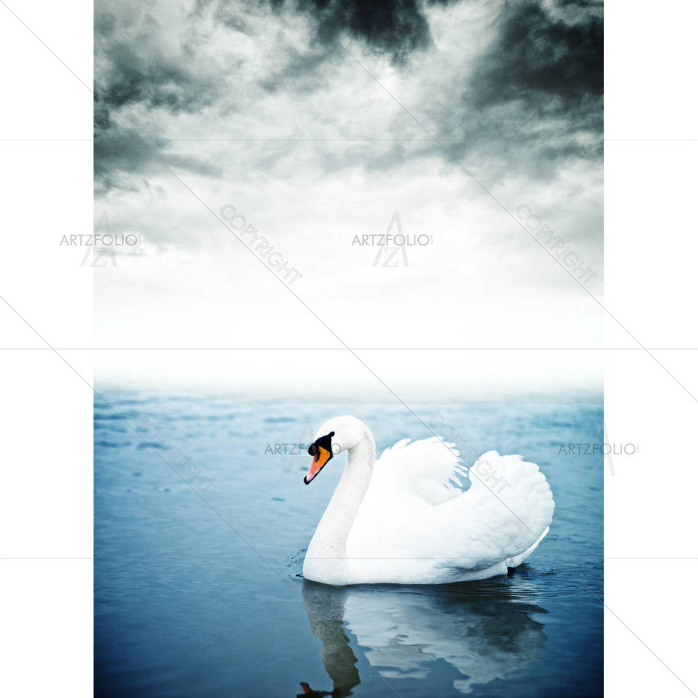 Swan Floating On The Surface Of A Lake — custom-size art design 5006258