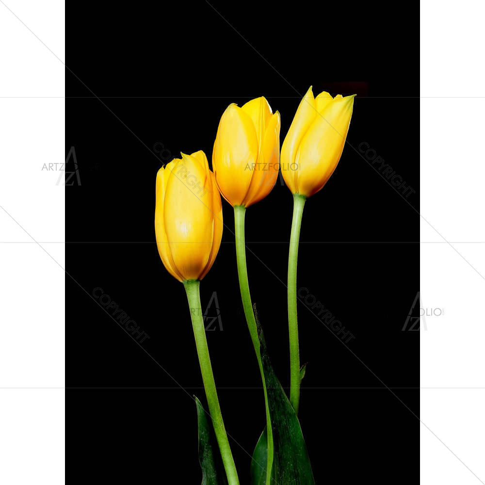 Yellow Tulips D2 — Botanical custom art by ArtzFolio