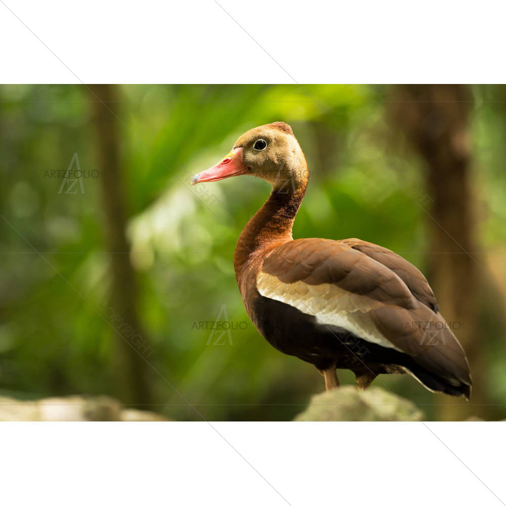 Black Bellied Whistling Tree Duck in Mexico — custom-size art design 5006327