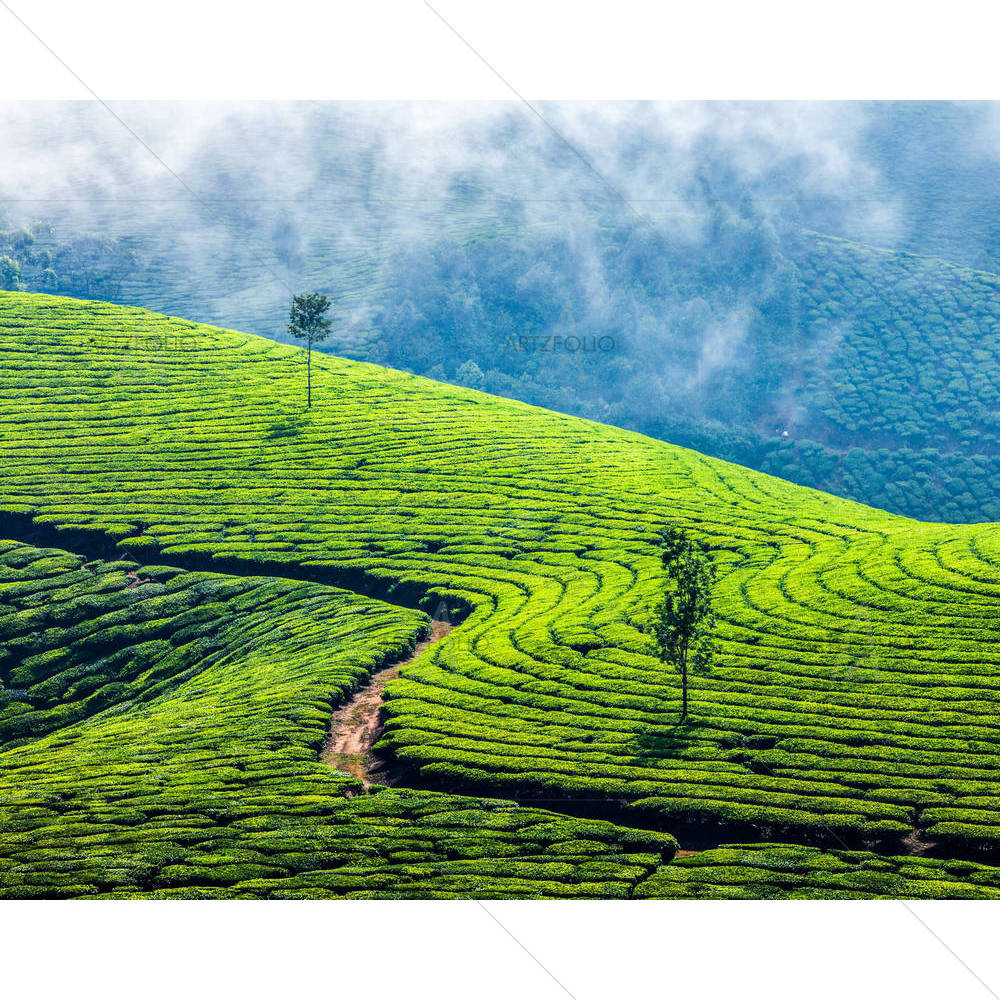 Tea Plantations In Munnar, Kerala — Asian custom art by ArtzFolio
