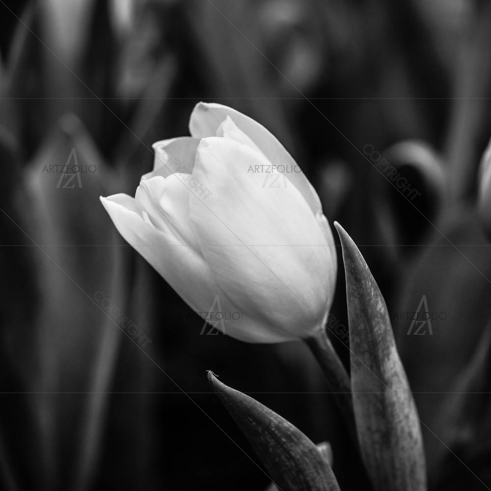 Tulips Black & White — custom-size art design 5006493