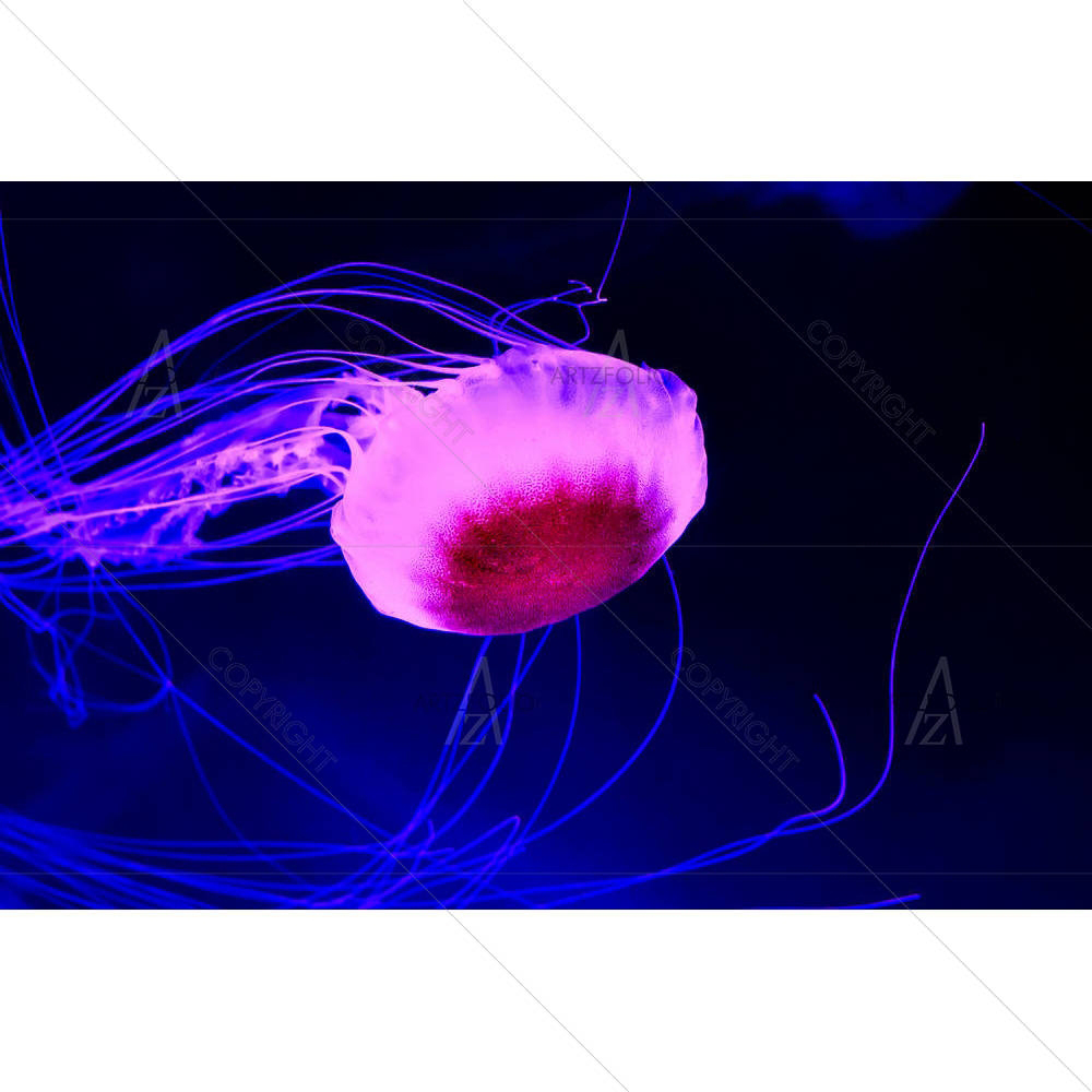 Purple Jellyfish Swimming In Deep Blue Sea — custom-size art design 5006494