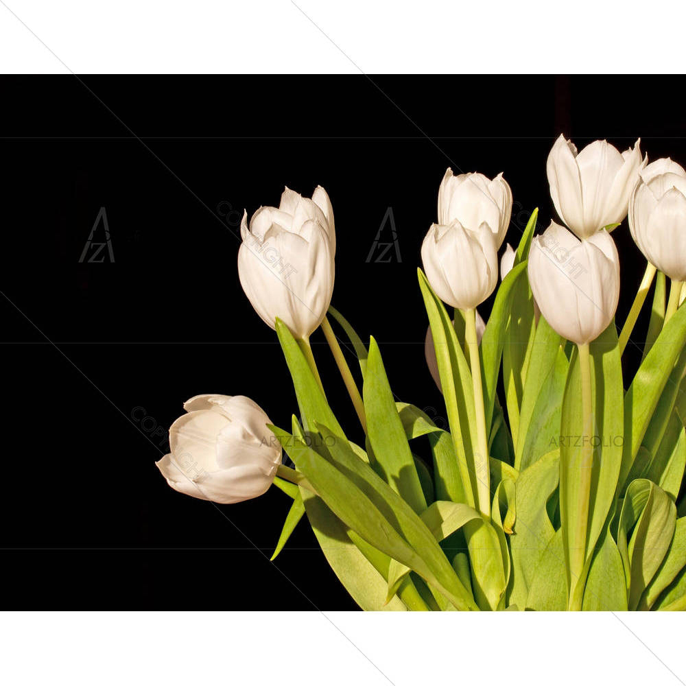 White Tulips — custom-size art design 5006496