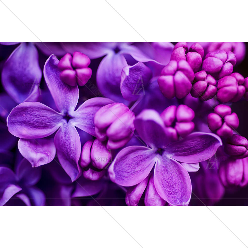Lilac Flowers — Botanical custom art by ArtzFolio