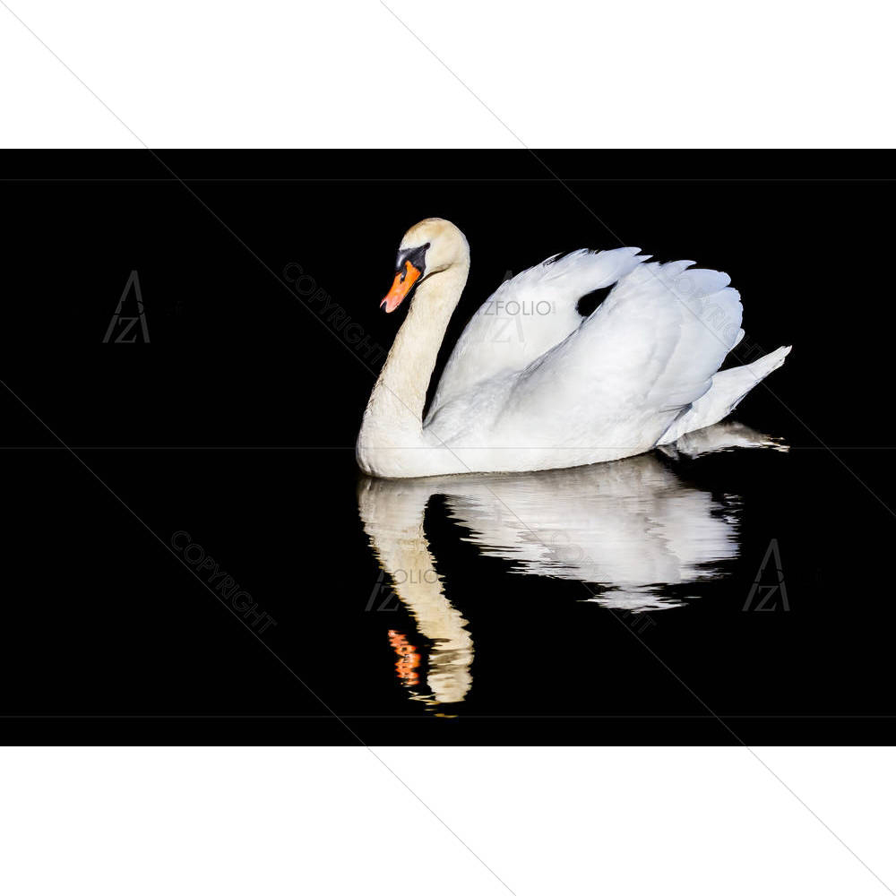 Swan on Water with Reflection — custom-size art design 5006652