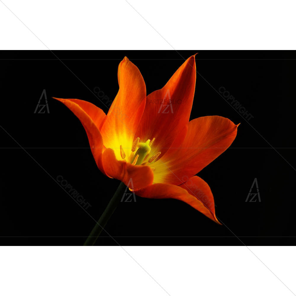 Orange Tulip Flower — custom-size art design 5006664