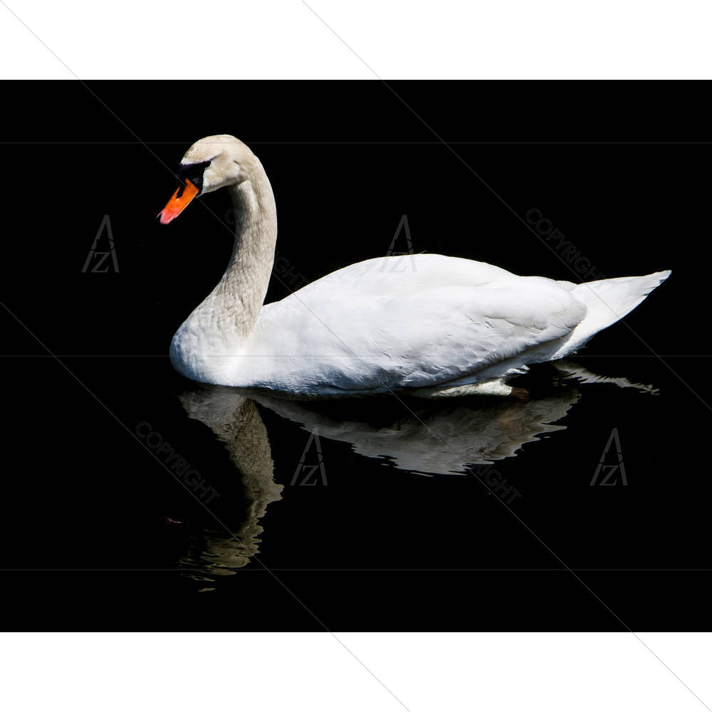 White Swan Reflection — Adult custom art by ArtzFolio